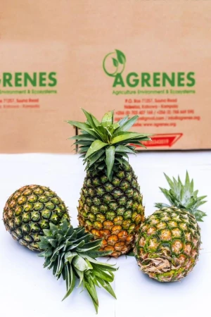 Pineapple(pc)