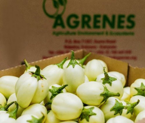 White Eggplants 1kg