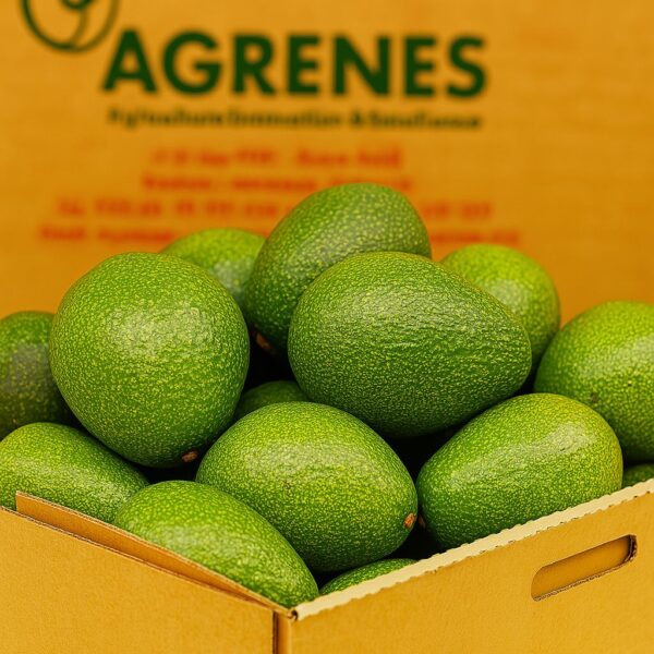 Jumbo Avocado Box 8kg