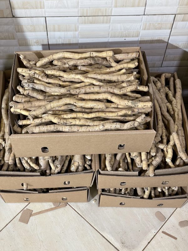 Mulondo (Mondia whitei) 5kg