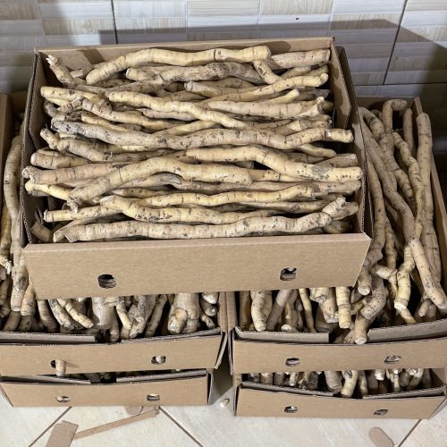 Mulondo (Mondia whitei) 5kg