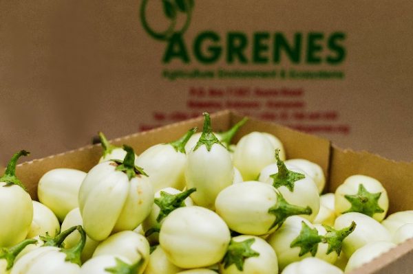 White Garden Eggs (Entula) 6kg