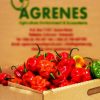 Habenero/hot peppers 1kg