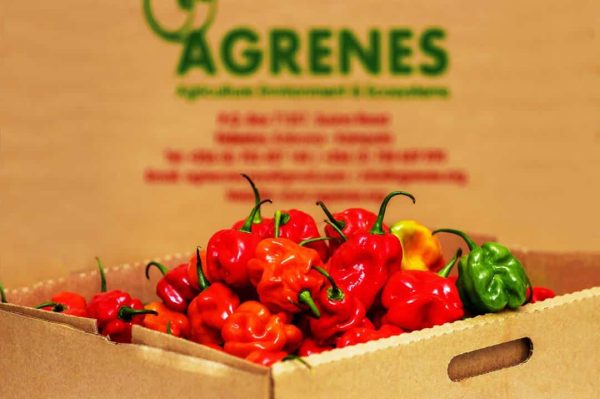 Habenero/hot peppers 1kg