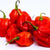 Habenero/hot peppers 1kg