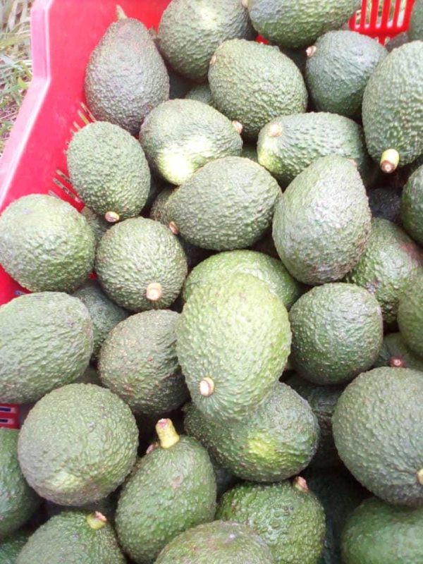 Hass avocado 1kg