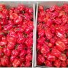 Habenero/hot peppers 1kg