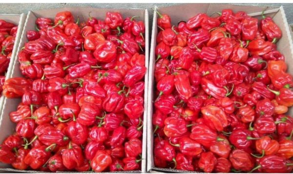 Habenero/hot peppers 1kg