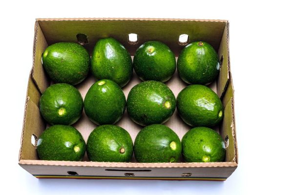 Avocado Box 8kg