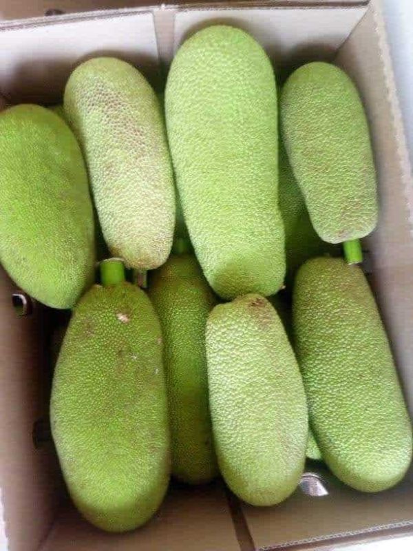 Jack fruit (whole)