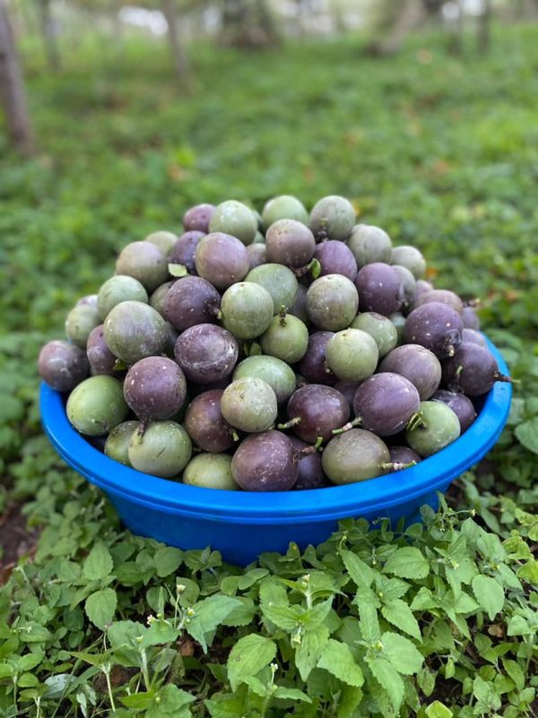 Passion fruits 1kg