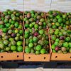 Passion Fruit Box 6kg