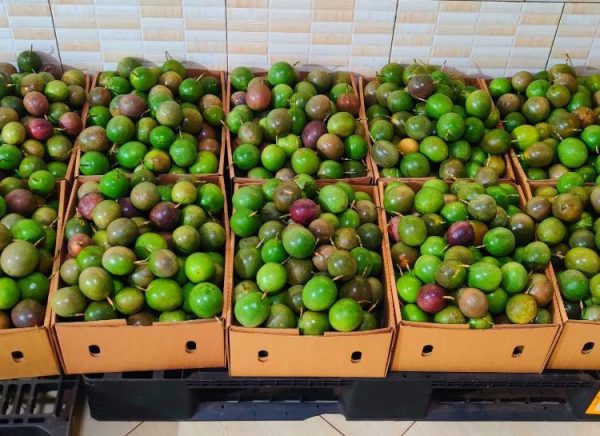 Passion Fruit Box 6kg