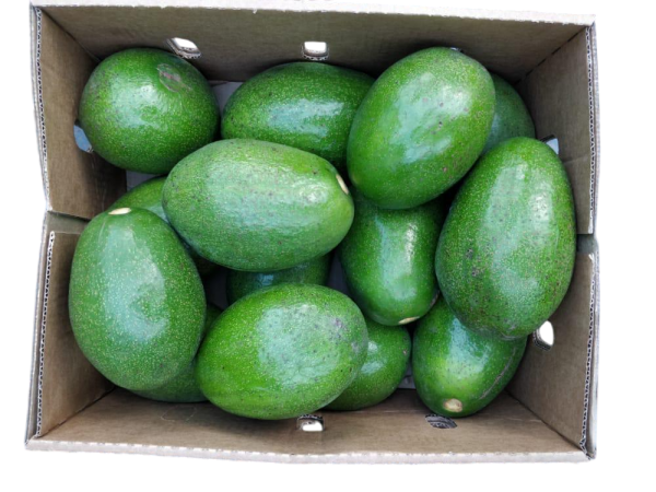 Jumbo Avocado Box 8kg