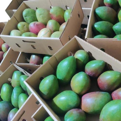 Mangoes Box 8kg