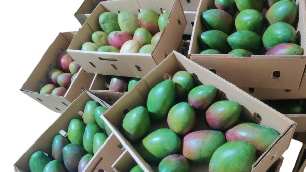 Mangoes Box 8kg