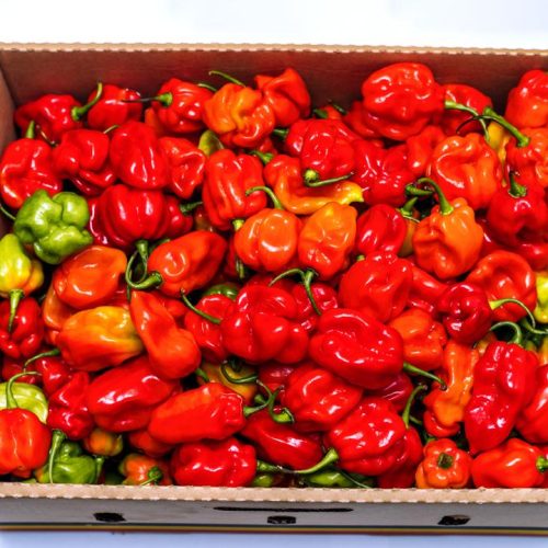 Hot Pepper Habanero Box 4kg