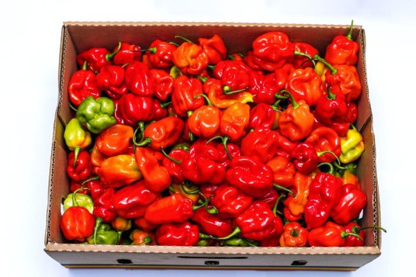 Hot Pepper Habanero Box 4kg