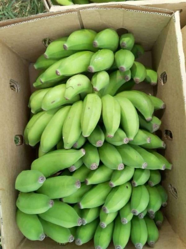 Apple bananas (ndizi) Box 6kg