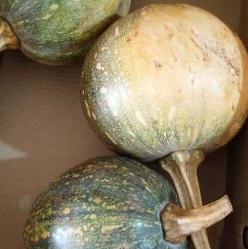 Pumpkins Box 3pcs