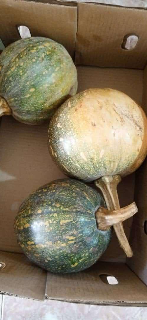 Pumpkins Box 3pcs