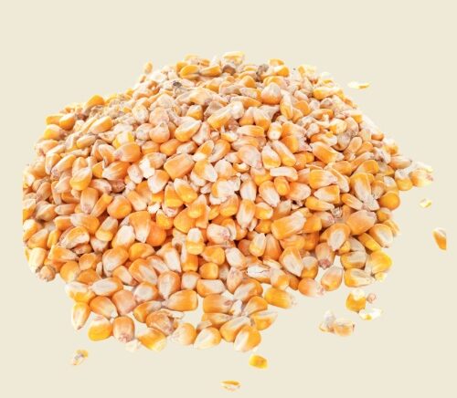 Dried Corn