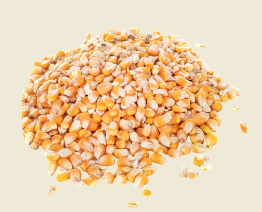 Dried Corn
