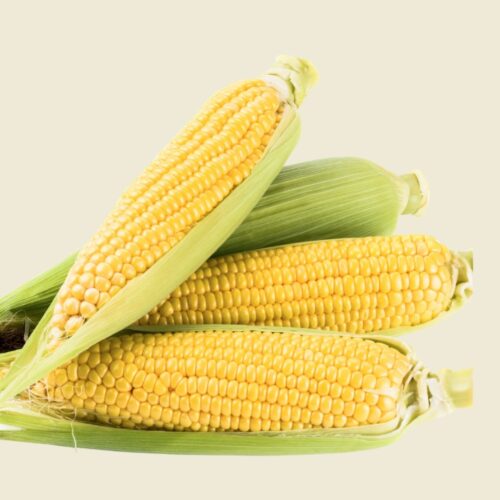 Fresh Maize Corn 1kg