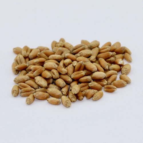 Wheat Seeds (150g)