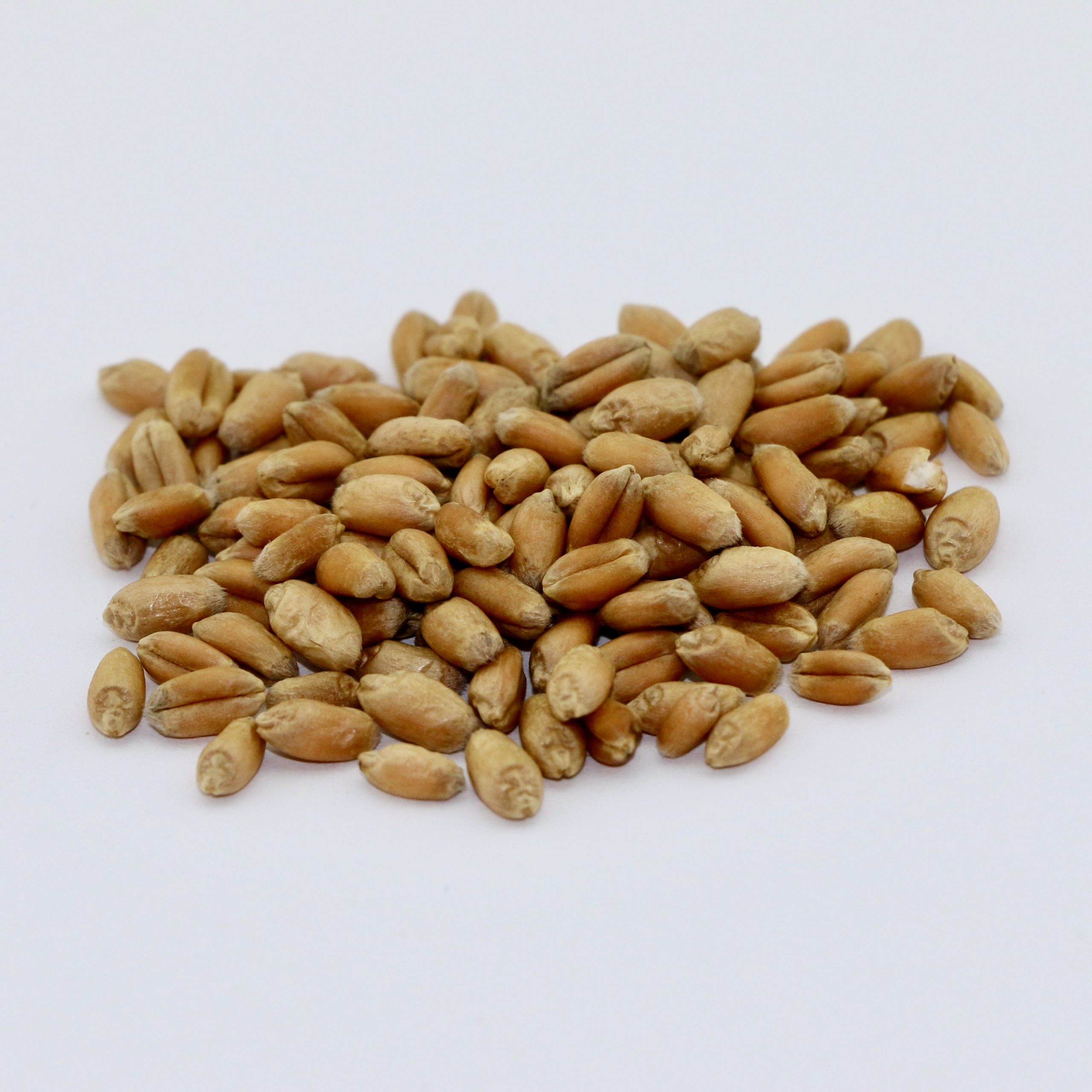 Wheat Seeds (150g)
