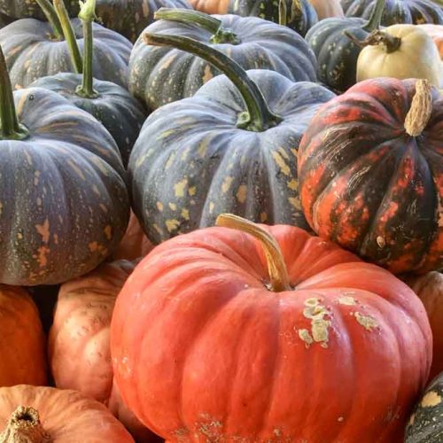 Pumpkins (Piece)