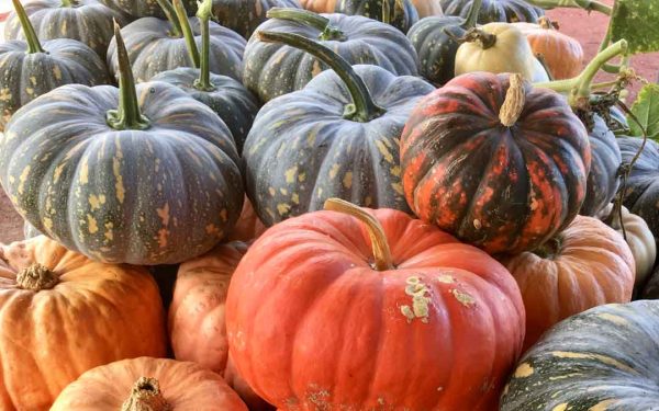 Pumpkins (Piece)