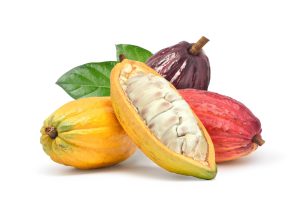Fresh Cocoa 1kg