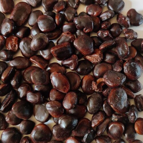 TAMARIND SEED