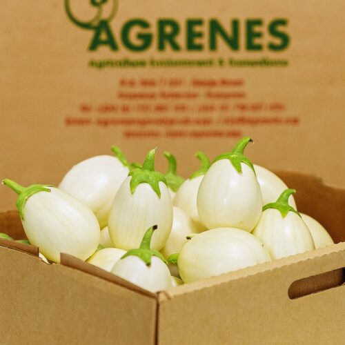 White Garden Eggs (Entula) 6kg