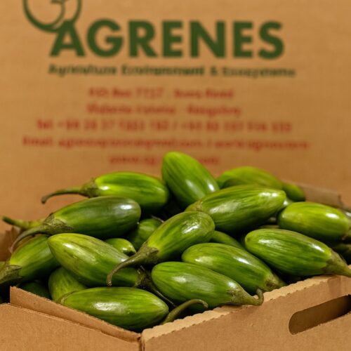 Green Garden Eggs 6kg