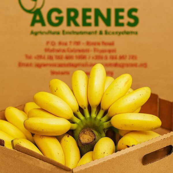 Apple bananas (ndizi) Box 6kg