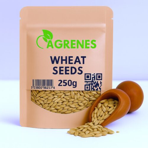 Wheat Seeds (250g)