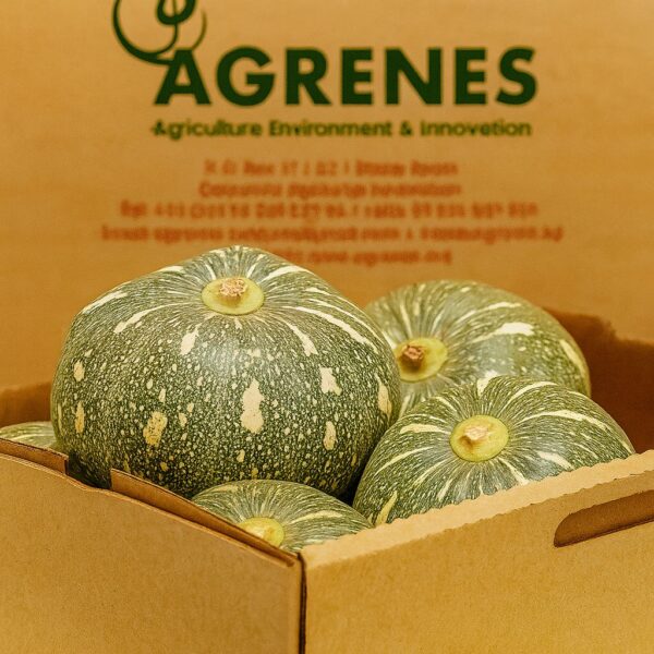 Pumpkins Box 6kg