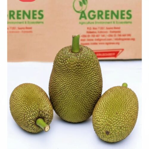 Jack fruit (whole)