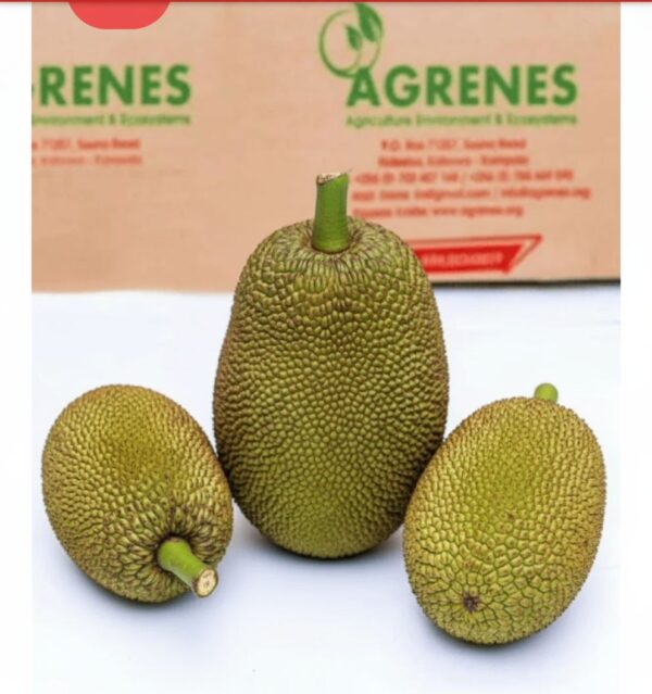 Jack fruit (whole)