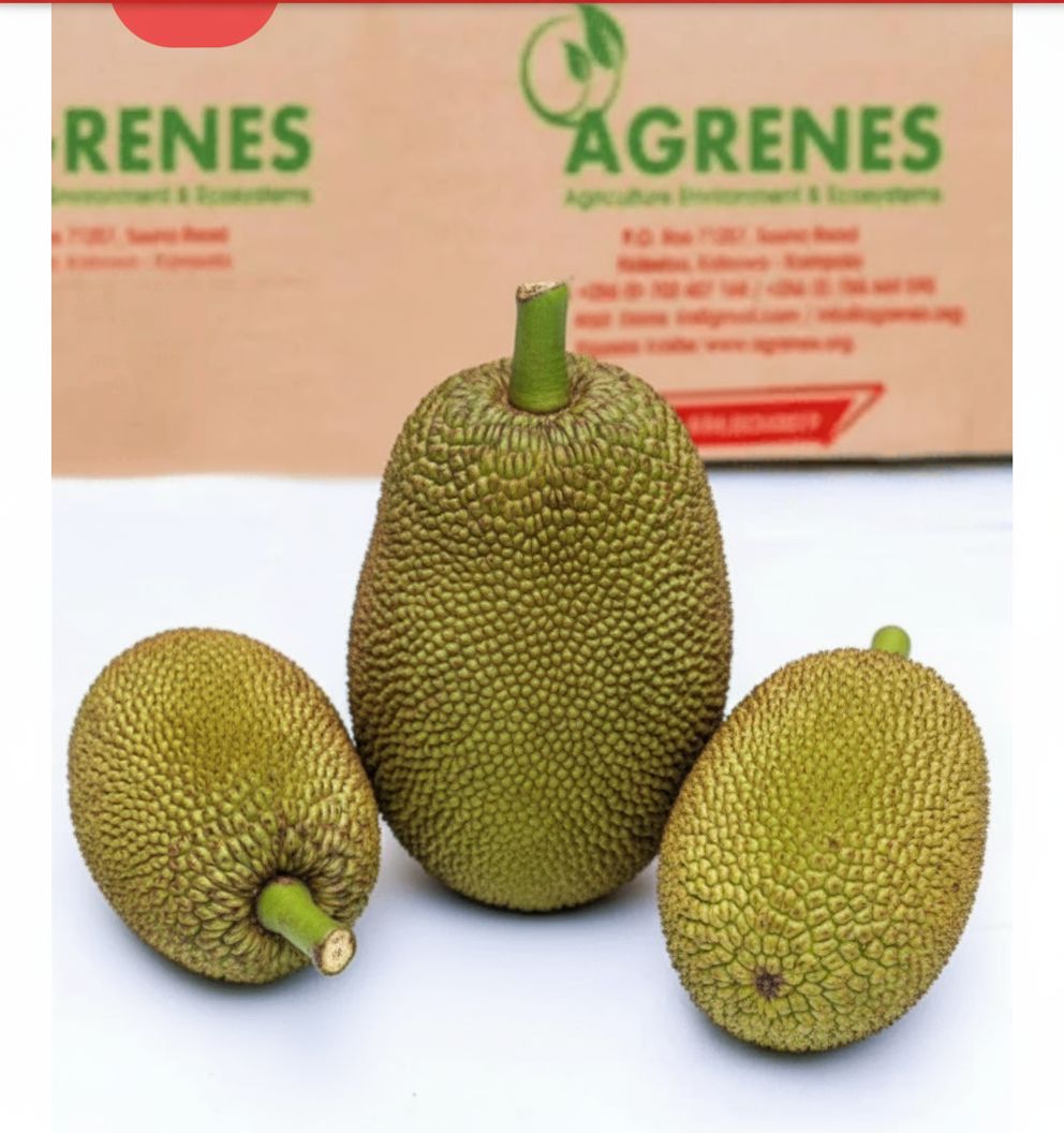 Jack fruit (whole)